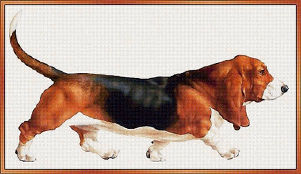 собака - собаки - предпросмотр