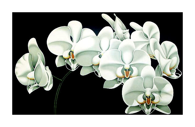 Серия "Орхидеи" - орхидеи, цветы, флора - оригинал