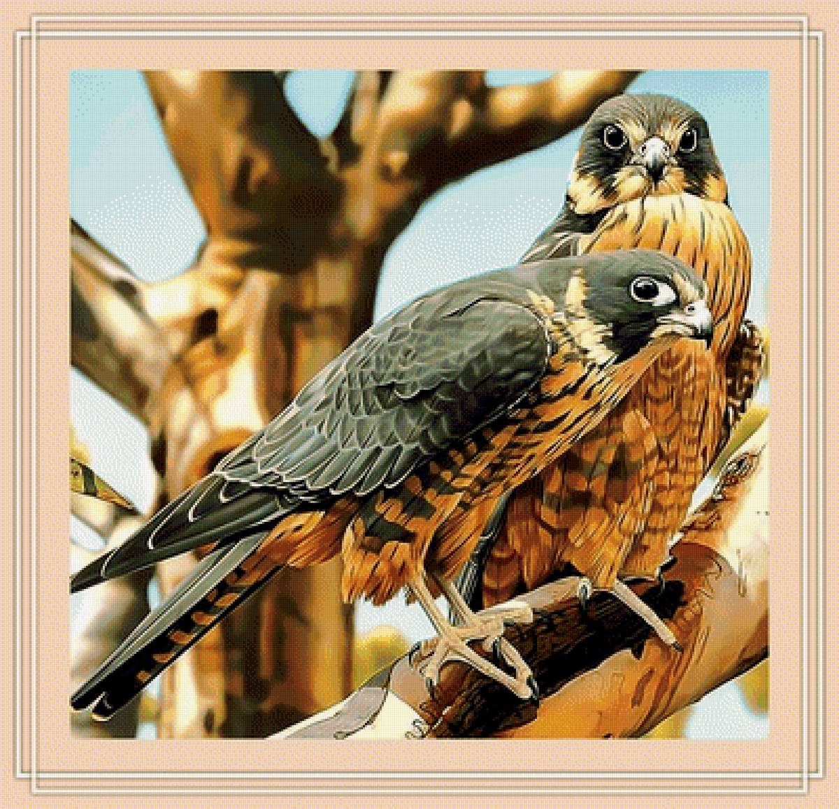 Два сокола. - птица, сокол., хищная, взгляд - предпросмотр