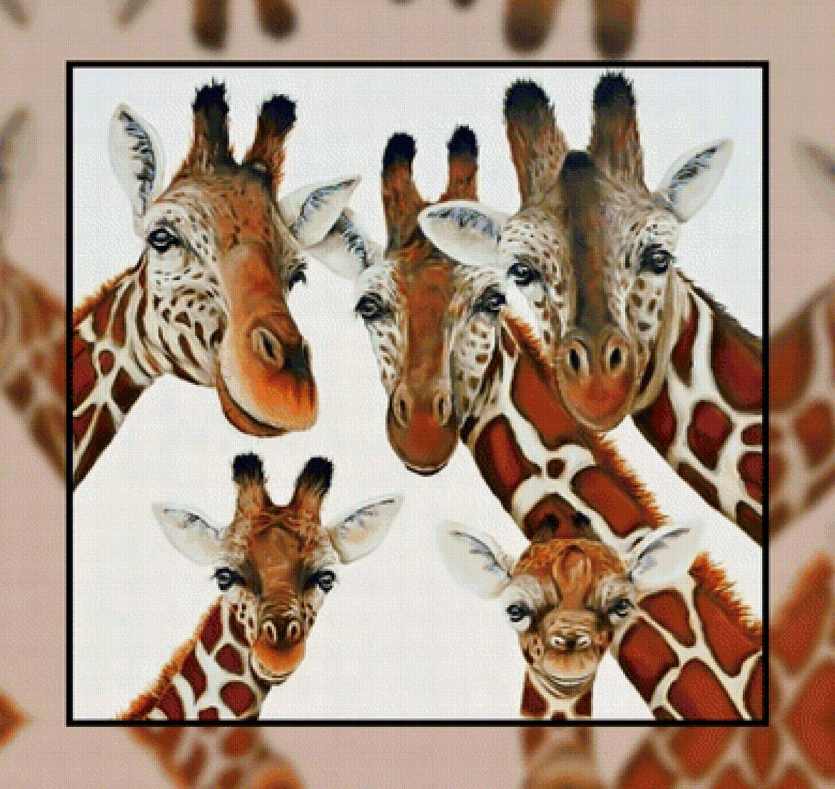Жирафы2. - животные, африка, жирафы. - предпросмотр