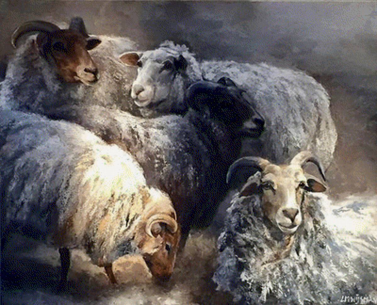 barany - предпросмотр