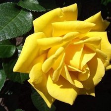 Схема вышивки «розы»