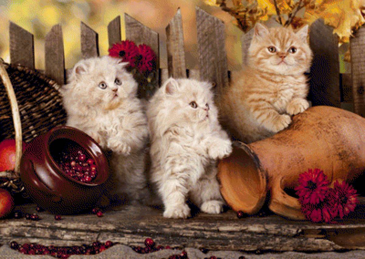 Persian Cats. - animals. - предпросмотр