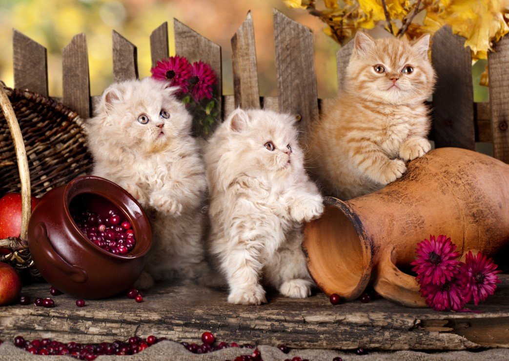 Persian Cats. - animals. - оригинал
