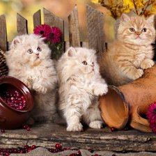 Схема вышивки «Persian Cats.»