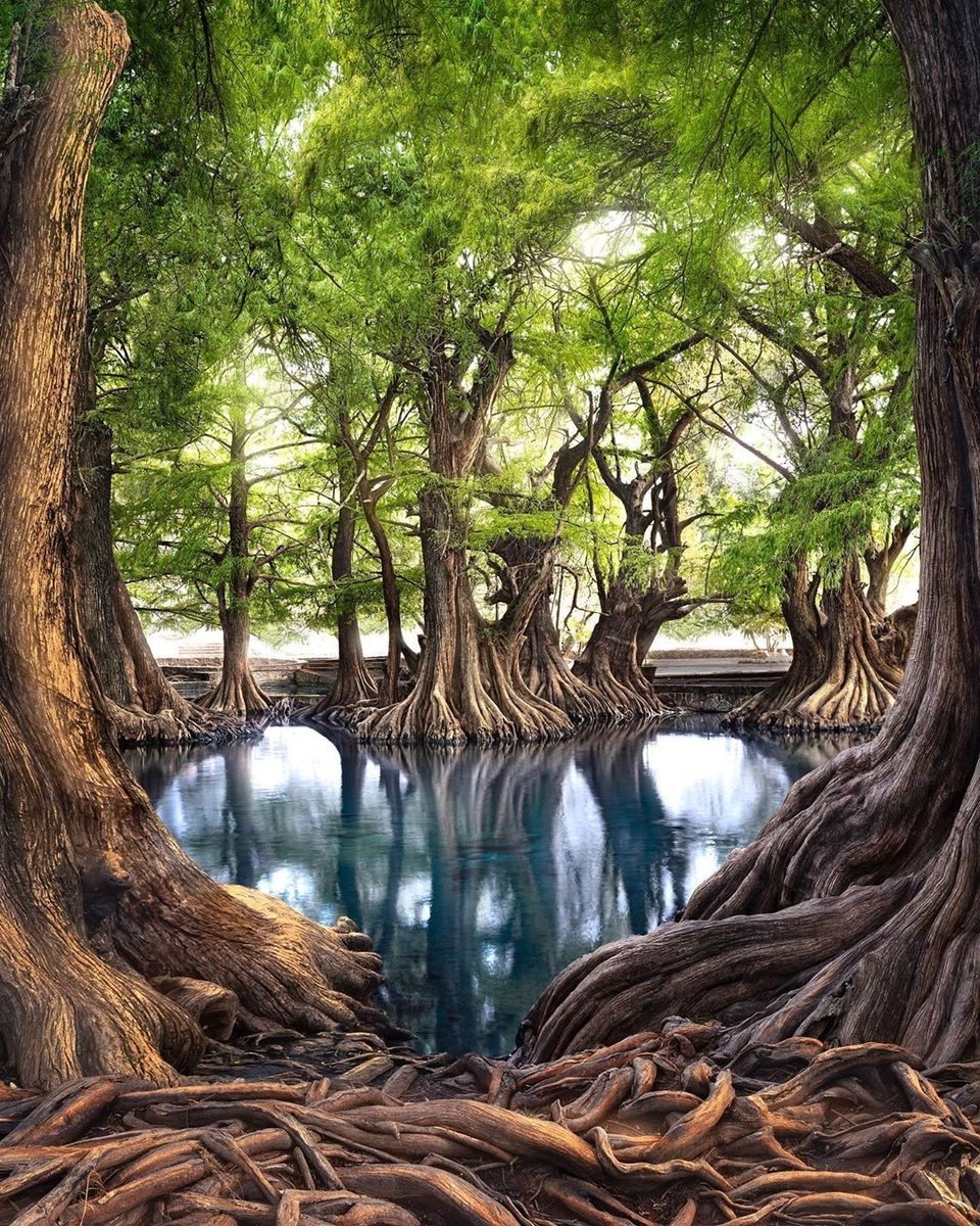 520 - оригинал