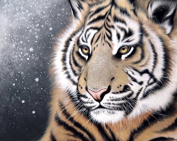 №1939842 - хищники, тигр, тигры, животные - оригинал