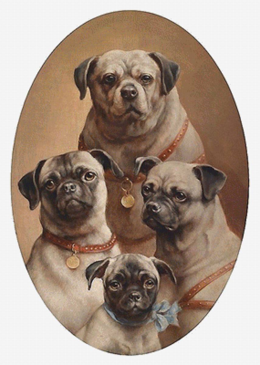 собаки - собаки - предпросмотр