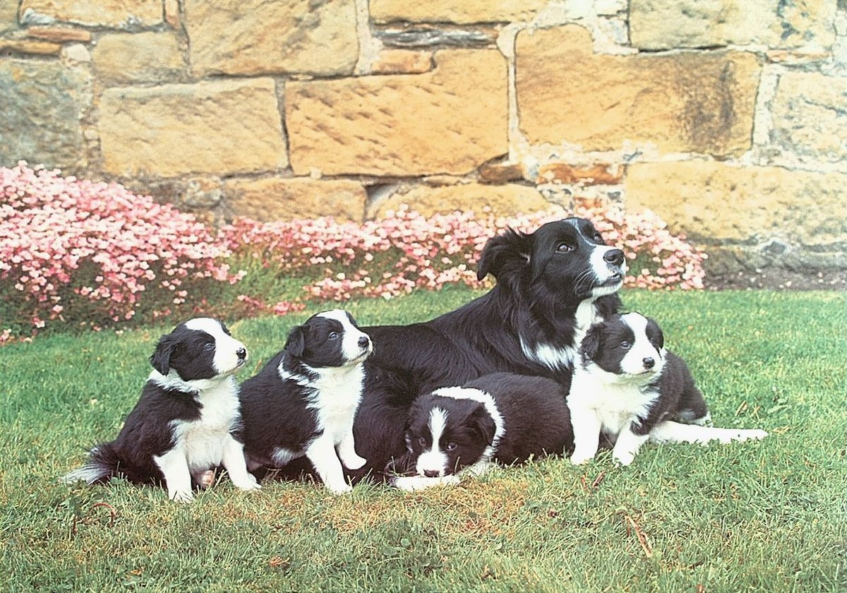 Mother's Pride. - animals. - оригинал