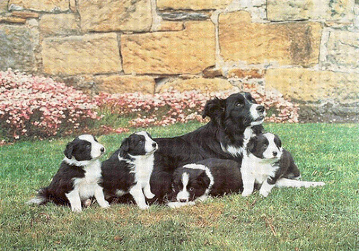 Mother's Pride. - animals. - предпросмотр