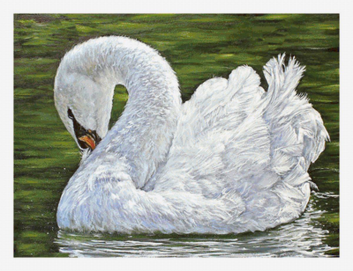 Серия "Птицы". Лебедь - лебедь, птицы, фауна - предпросмотр