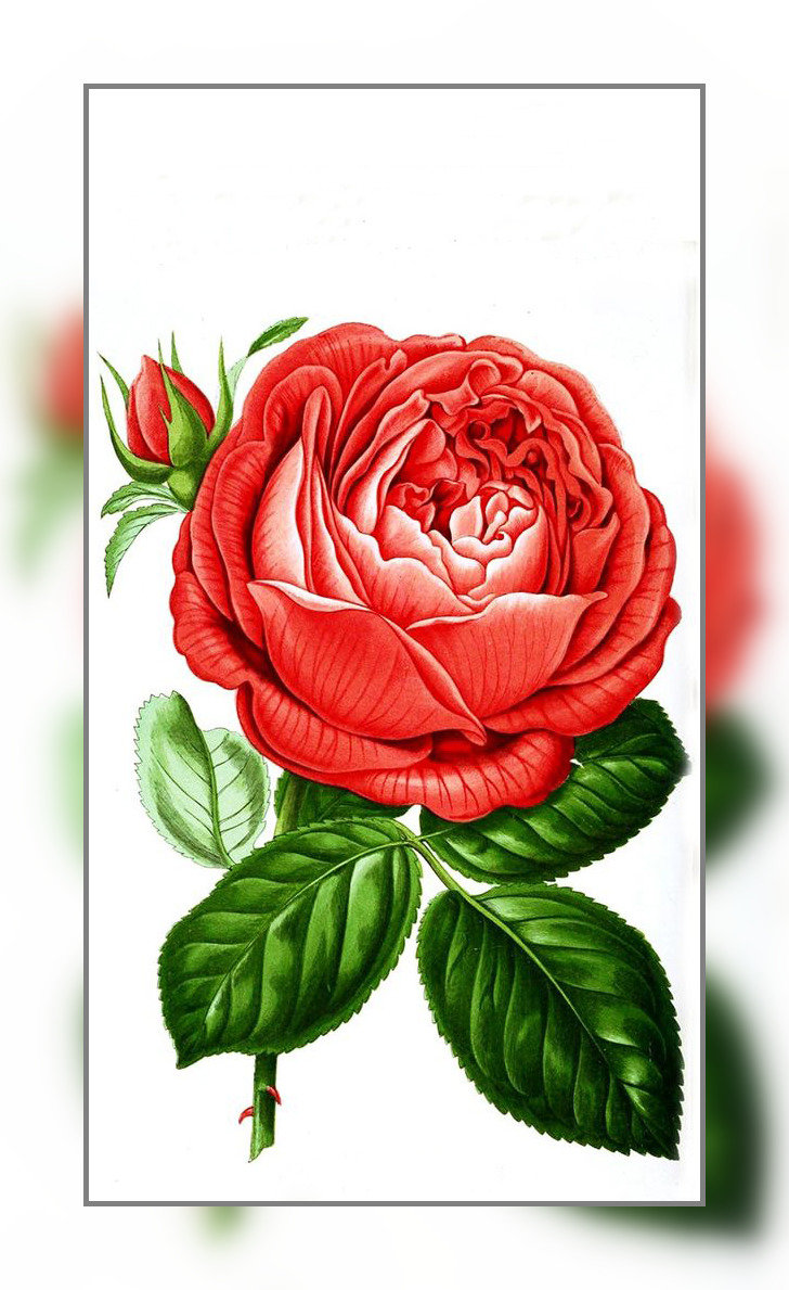 №1940299 - цветы, розы - оригинал