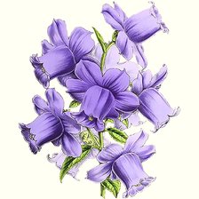 Схема вышивки «цветы»