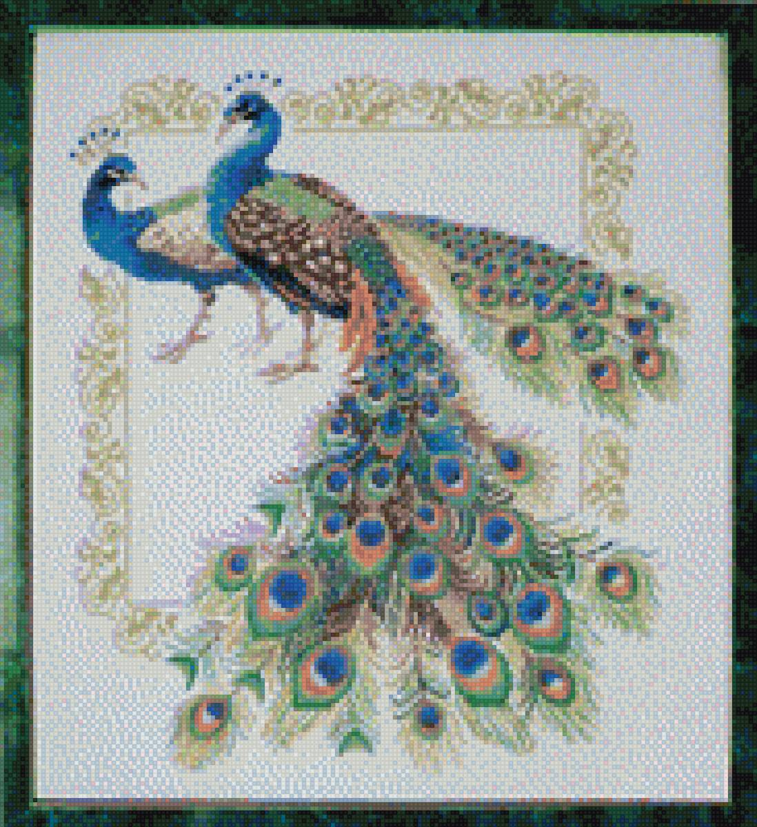 Павлины - птицы, павлины - предпросмотр