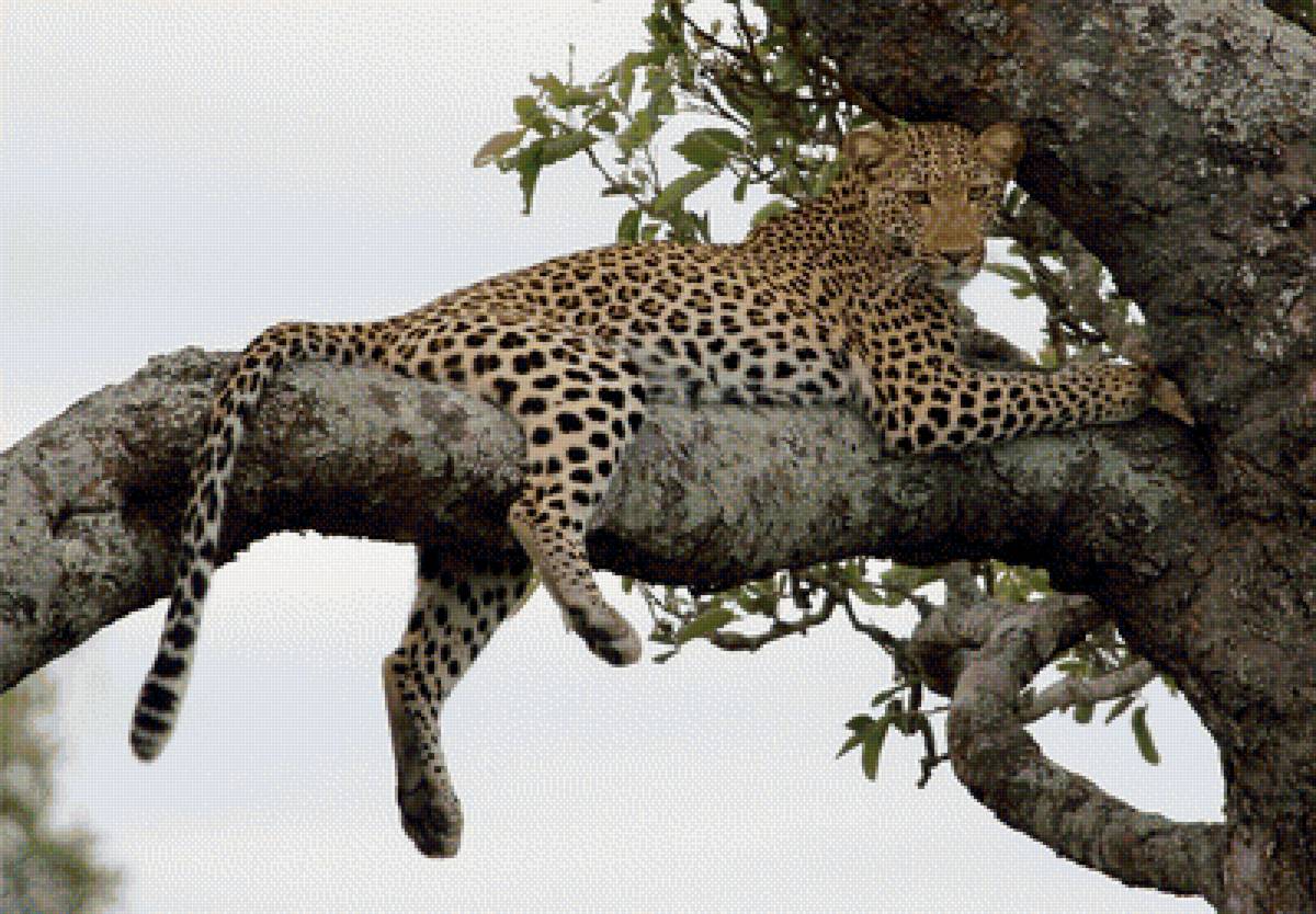 лесной сюжет - предпросмотр