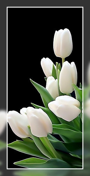 Белые тюльпаны. - белые., букет, тюльпаны, цветы - оригинал