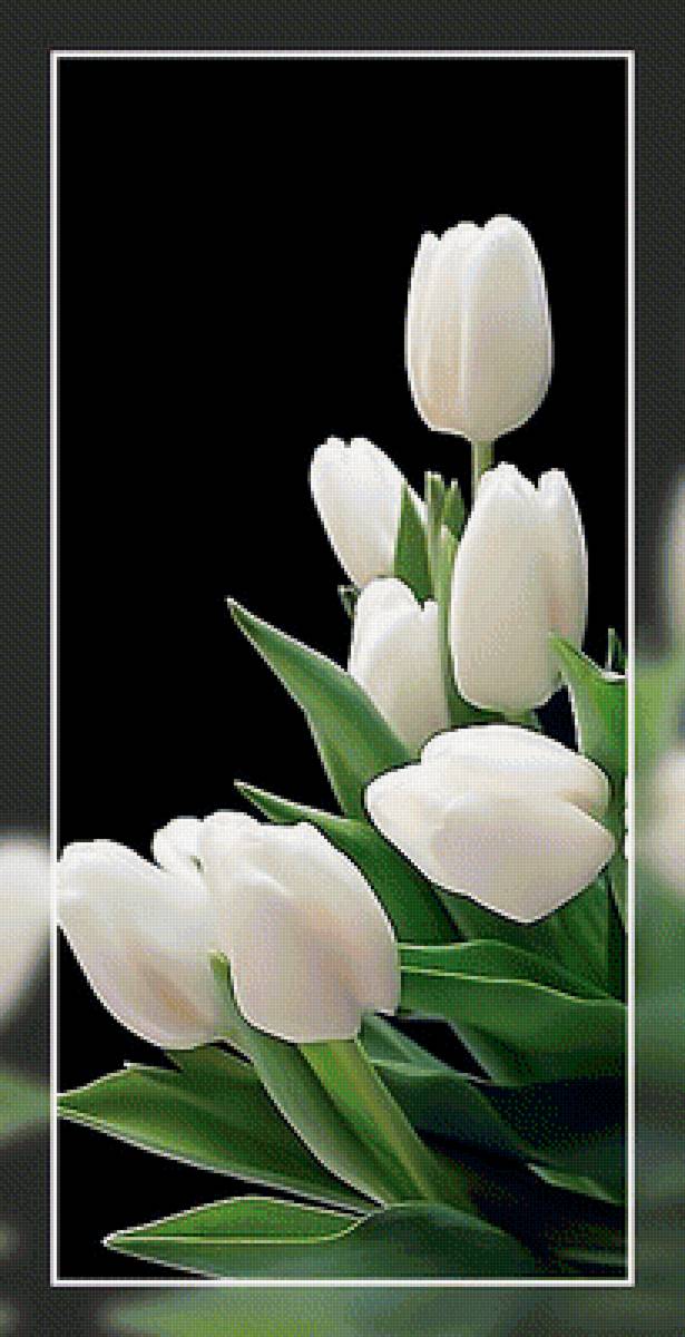 Белые тюльпаны. - белые., тюльпаны, букет, цветы - предпросмотр