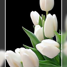 Оригинал схемы вышивки «Белые тюльпаны.» (№1941300)