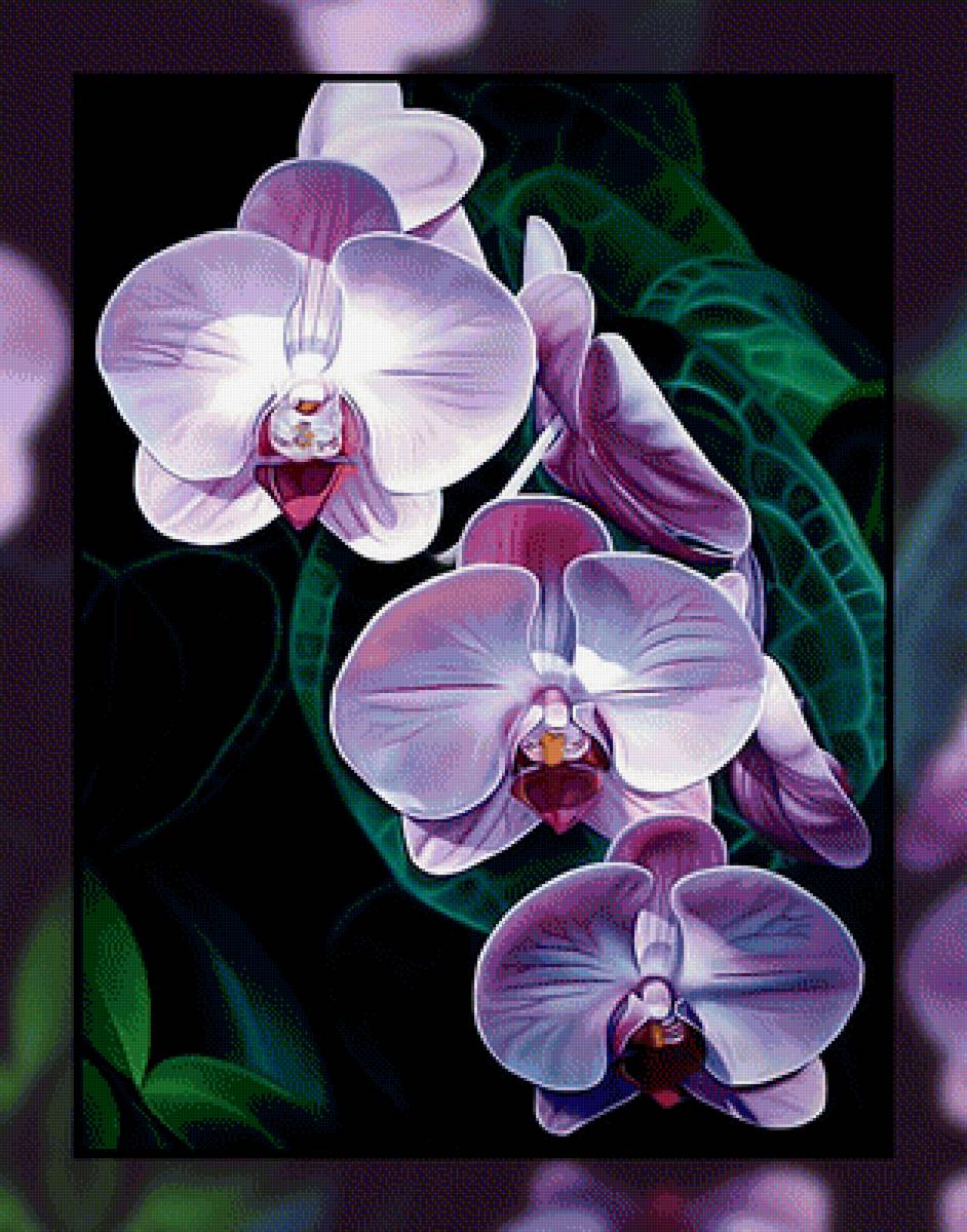 Орхидея. - орхидея, цветы. - предпросмотр