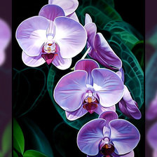Орхидея.