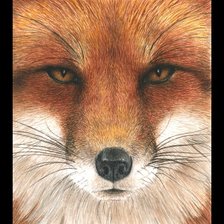 Схема вышивки «лиса»