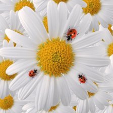 Схема вышивки «№1941568»