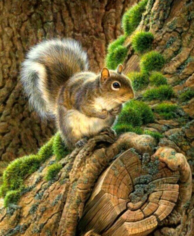 Белочка - животные - оригинал