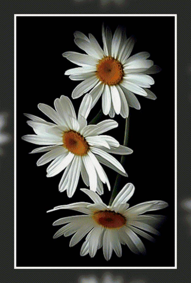 Ромашки. - ромашки. - предпросмотр