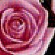 Предпросмотр схемы вышивки «Розовые розы.» (№1941954)