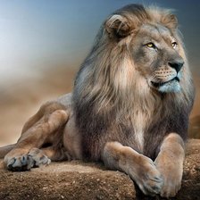 Схема вышивки «Lion Proud.»