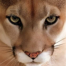 Схема вышивки «лесной сюжет»