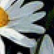Предпросмотр схемы вышивки «Ромашки.» (№1942496)