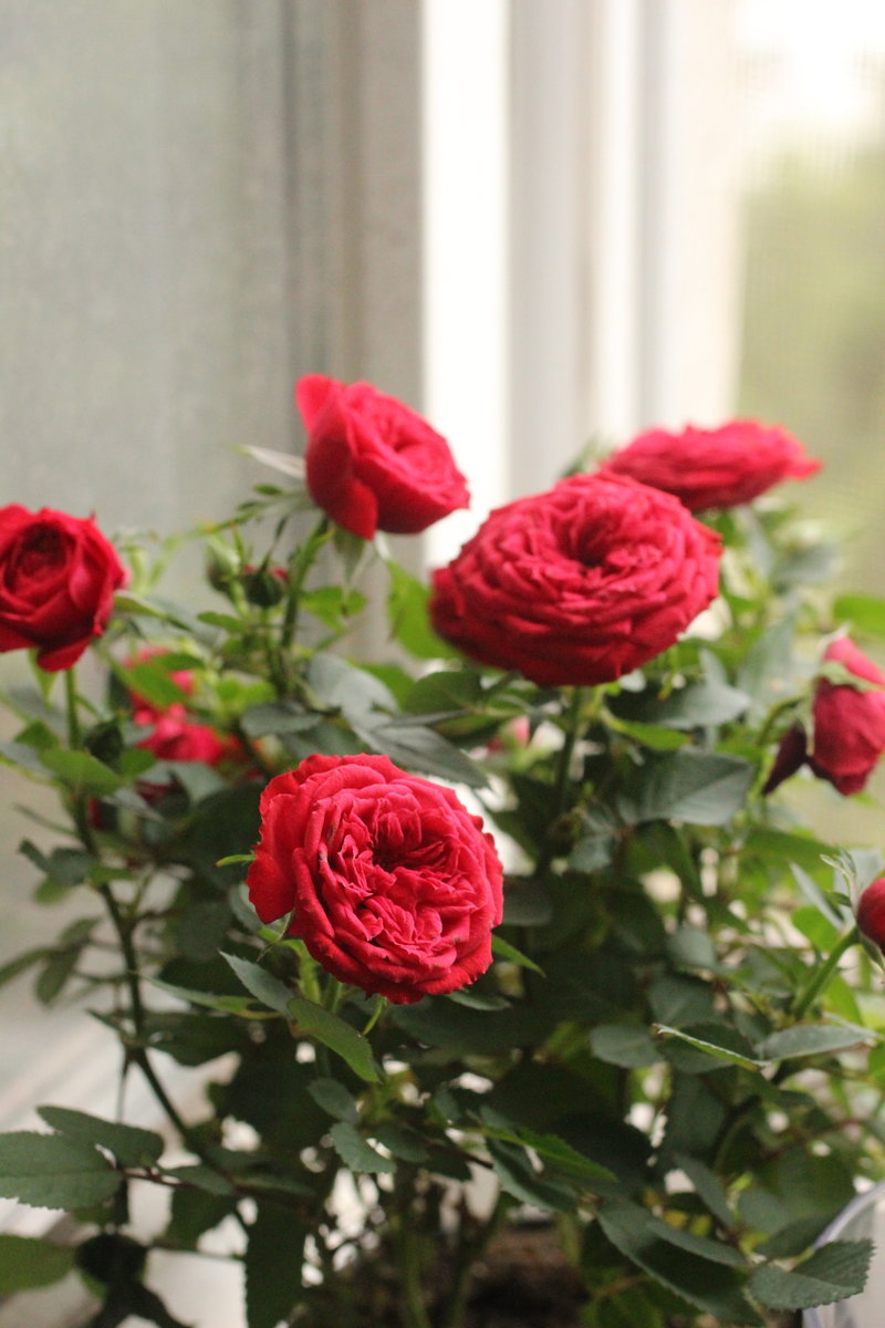 красные чайные розы - розы, цветы - оригинал