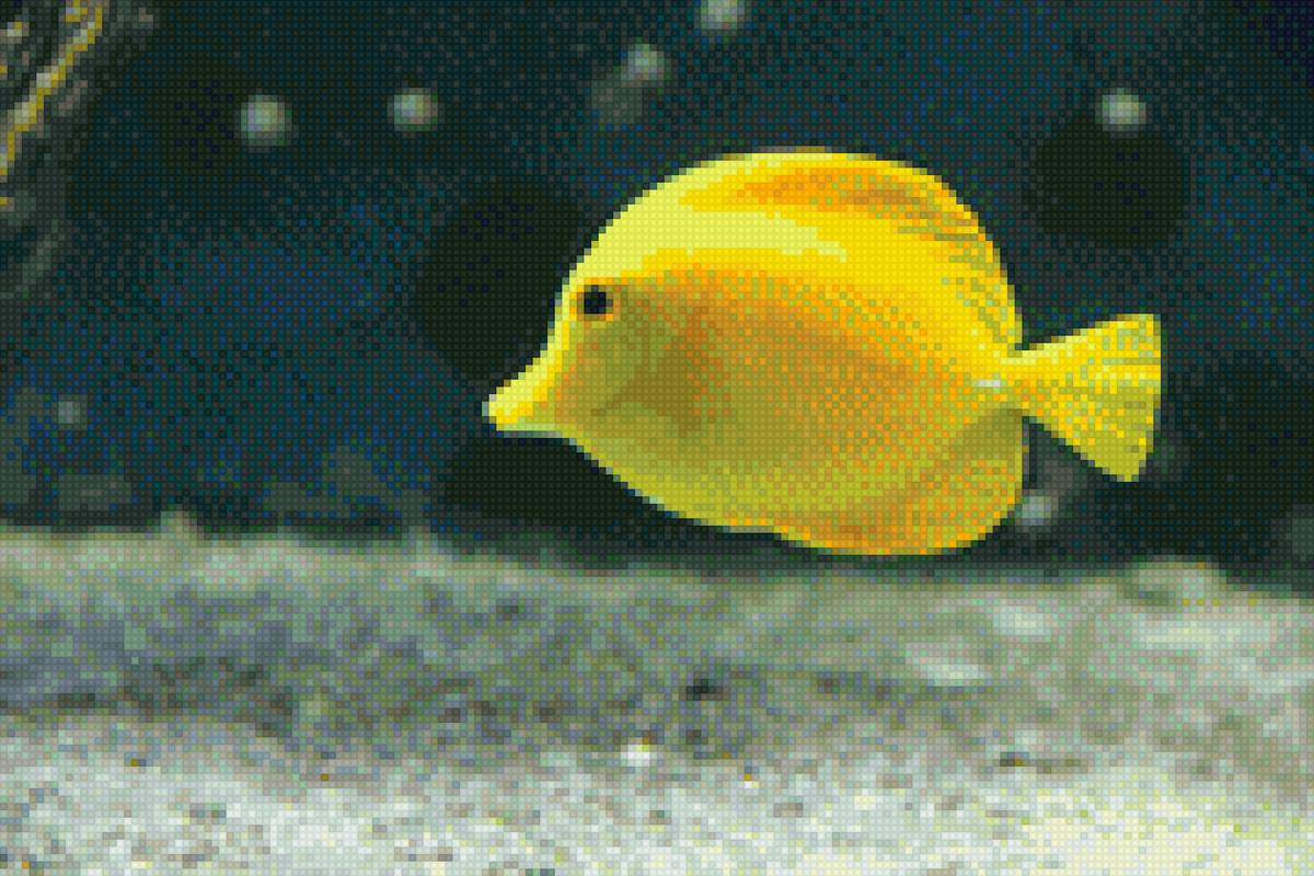 Рыбка желтая - аквариум, рыба - предпросмотр