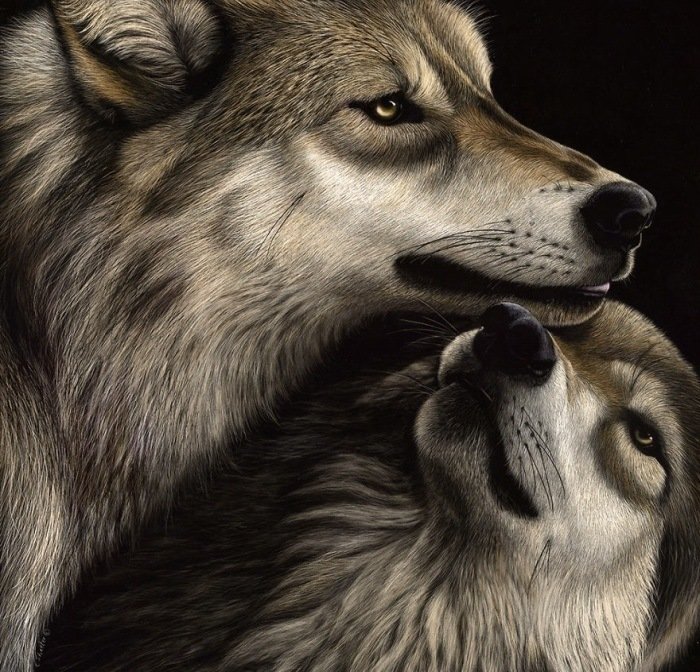 №1942692 - волки, хищники, животные - оригинал