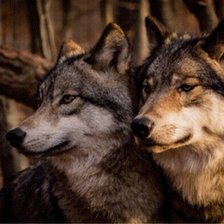 Схема вышивки «Пара»