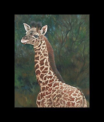 жираф - мир животных - оригинал