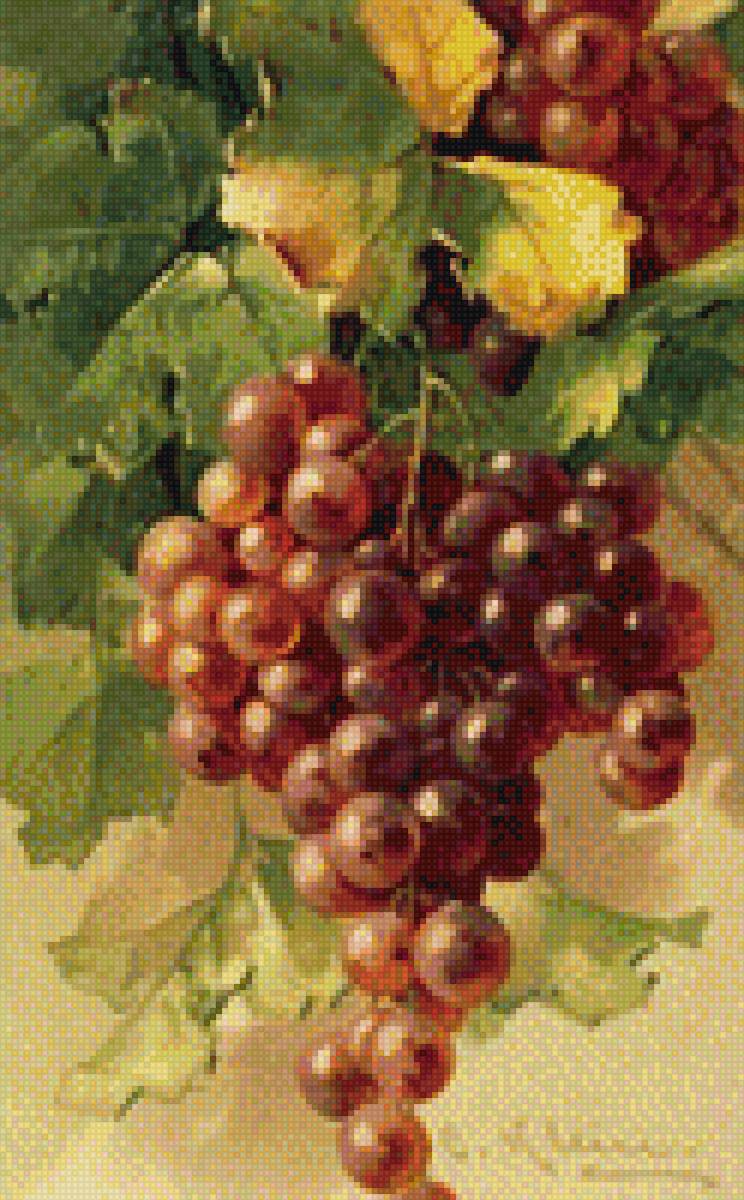 Гроздь винограда - натюрморт, живопись, лето, фрукты - предпросмотр