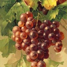 Оригинал схемы вышивки «Гроздь винограда» (№1942856)