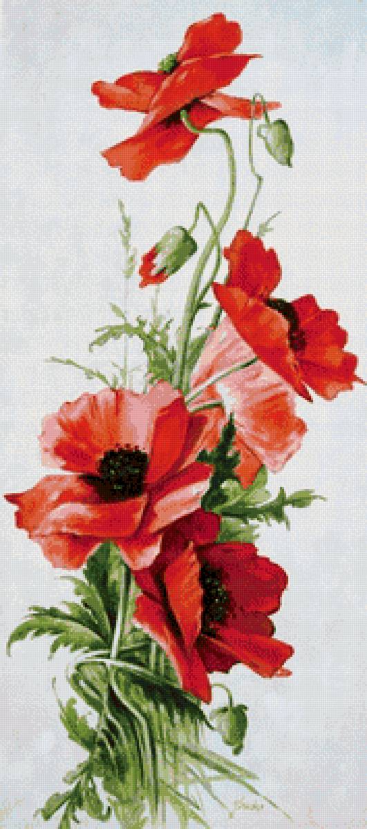 Маки - вертикально, маки - предпросмотр