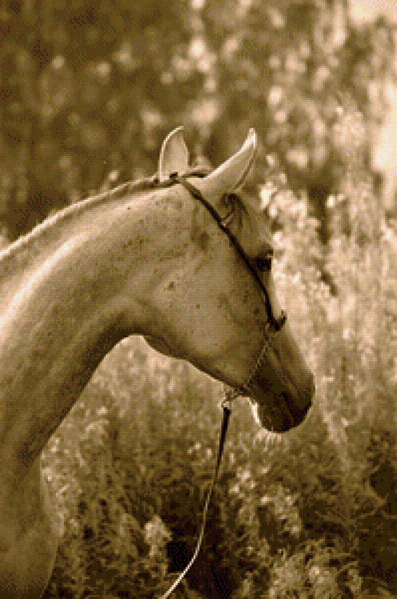 Есения - лошадь, арабская лошадь, черно-белая, серая лошадь, сепия, конь - предпросмотр