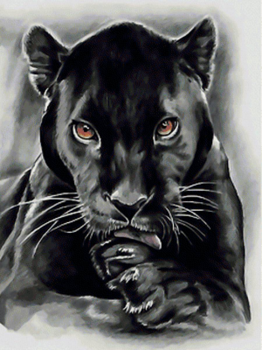 Пантера. - пантера, хищник, рисунок., взгляд, черная - предпросмотр