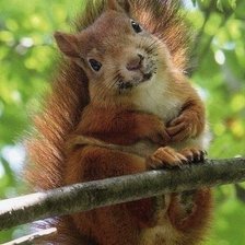 Схема вышивки «лесной сюжет»