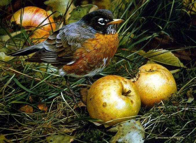 птички - оригинал