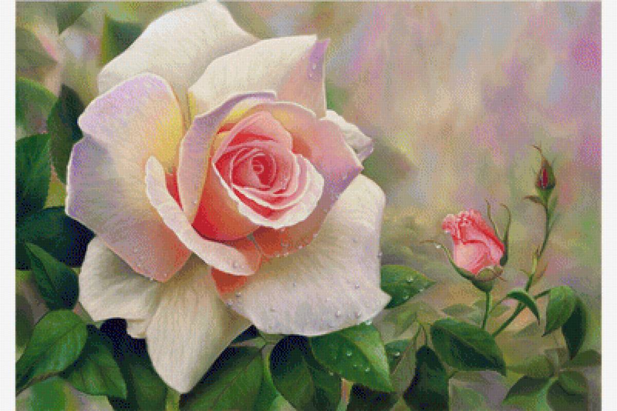 Pink Roses. - flowers and gardens. - предпросмотр