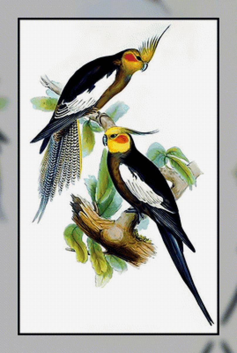 Птицы. - птицы. - предпросмотр