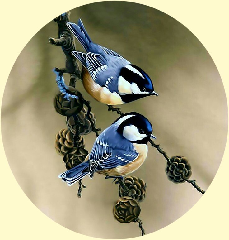 Синички. - птицы, синицы. - оригинал