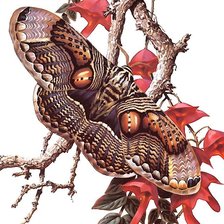 Схема вышивки «бабочка»