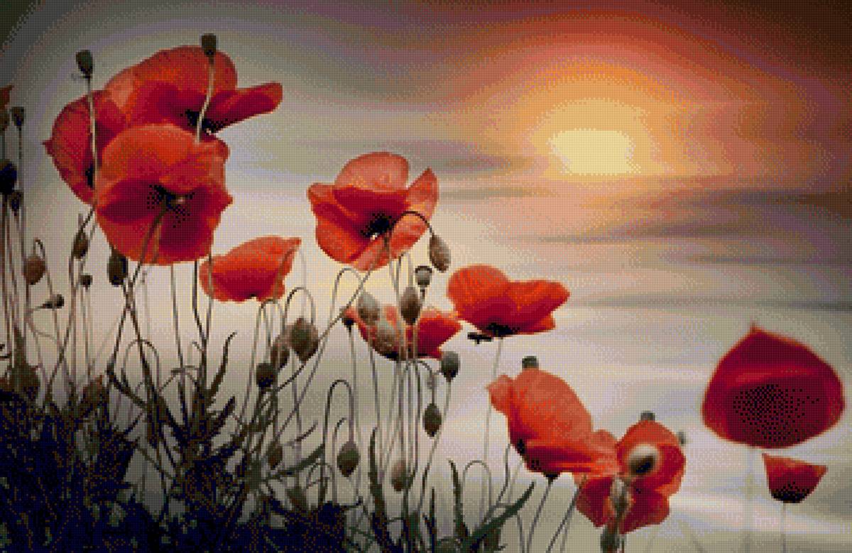 Papaveri tramonto - fiori - предпросмотр