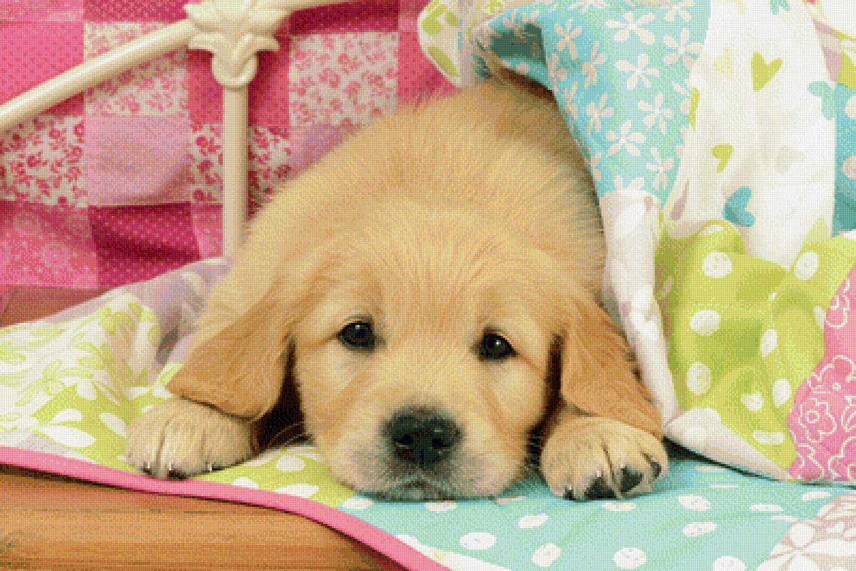 №1944156 - животные, собаки - предпросмотр